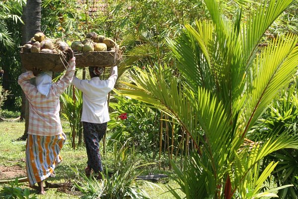 The versatile coconut