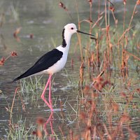 Autralian Stilt