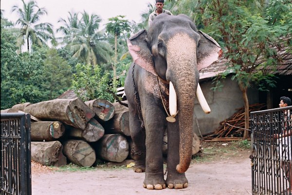 Elephant - Symbol of Kerala