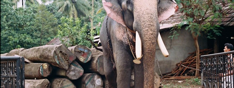 Elephant - Symbol of Kerala
