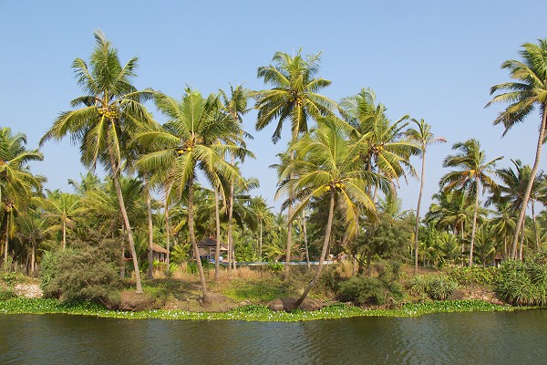 Let’s end the year with a positive glimpse into the future: a little Kerala village sets the benchmark for a saner future!