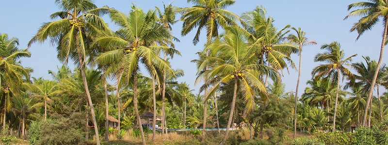 Let’s end the year with a positive glimpse into the future: a little Kerala village sets the benchmark for a saner future!