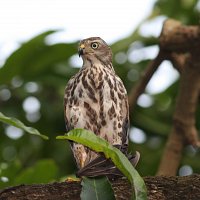 Shikra Kerala Sandpiper