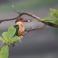 Stork Billed Kingfisher