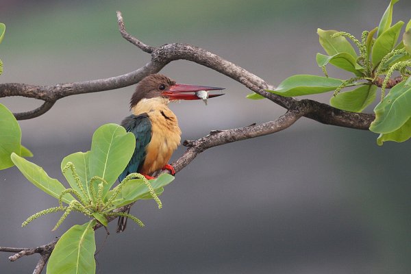 Birds & Wildlife at the Hermitage