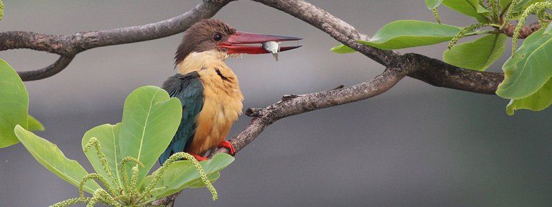 Birds & Wildlife at the Hermitage